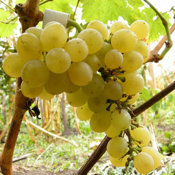 Виноград плодовый Восторг фото 4 