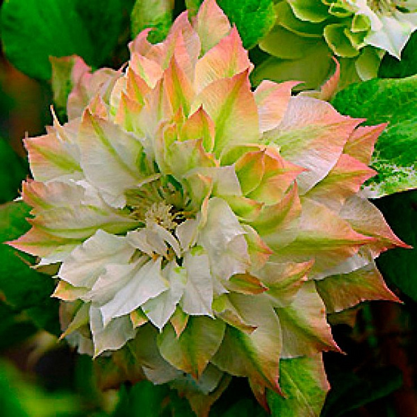 Клематис крупноцветковый Сэн-но-Кадзэ фото 2 