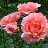 Роза плетистая Компасион фото 1 