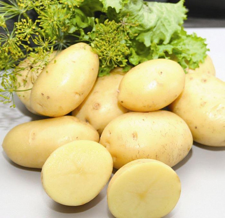 Картофель семенной Импала фото Картофель семенной Импала 