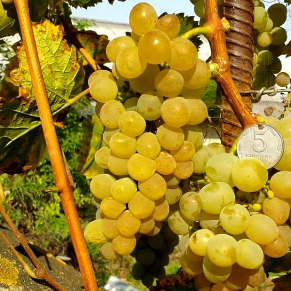 Виноград плодовый Кристалл фото 2 