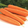 Морковь Неженка фото 2 