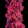 Гладиолус крупноцветковый Исполин фото 3 