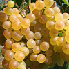 Виноград плодовый Кристалл фото 4 