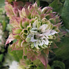 Клематис крупноцветковый Сэн-но-Кадзэ фото 1 