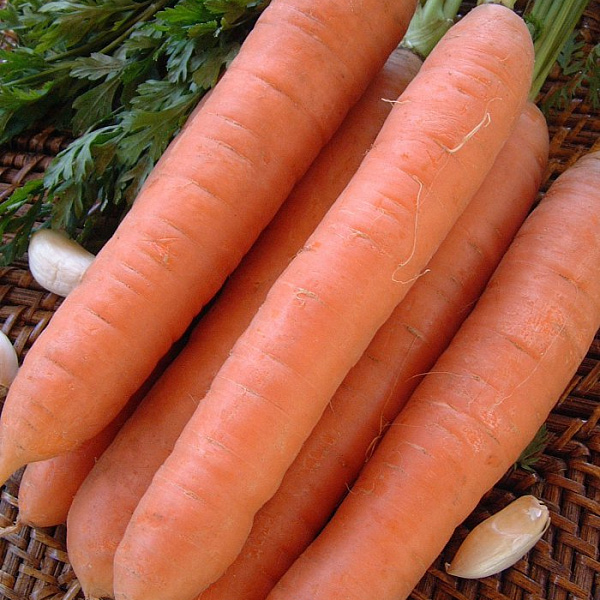 Морковь Нанте фото 1 